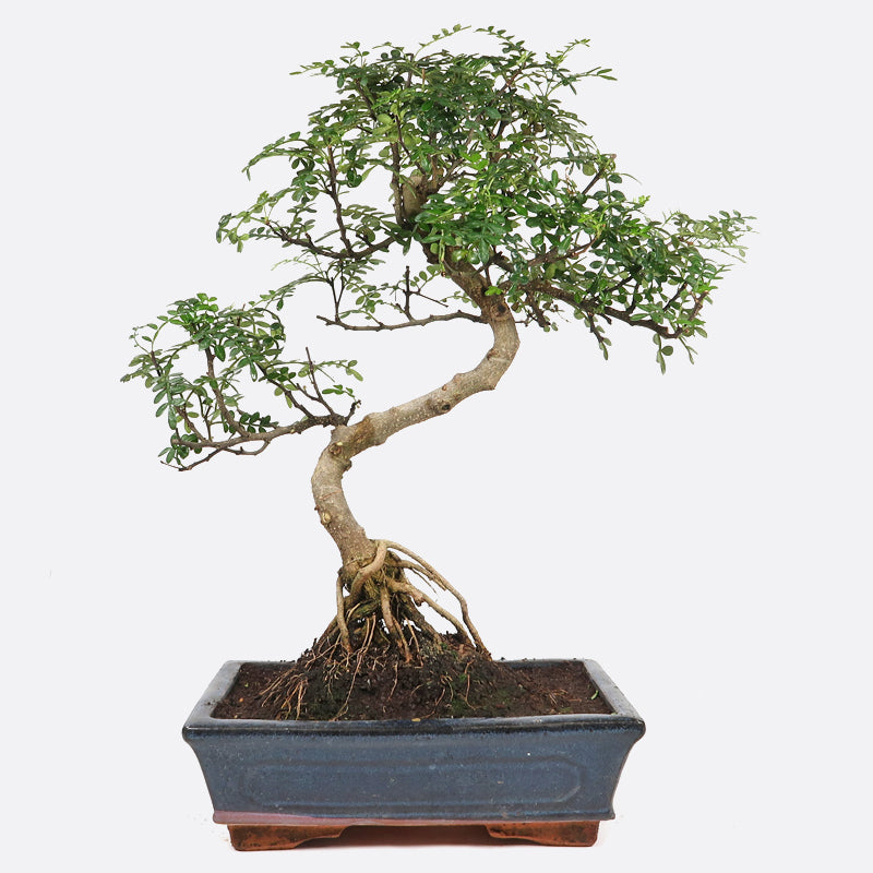 Zanthoxylum - Szechuanpfeffer, ca. 16 jährig, 45-50 cm, Zimmerbonsai