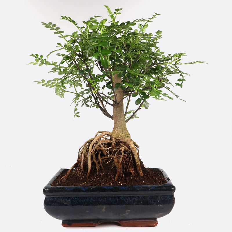 Zanthoxylum - Szechuanpfeffer, ca. 8 jährig, 30-35 cm, Zimmerbonsai