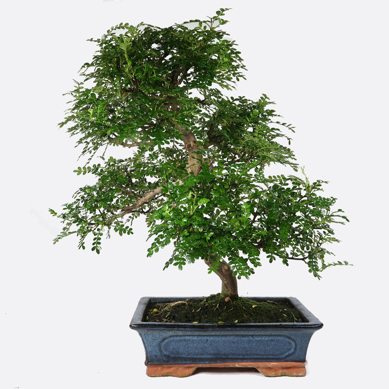 Zanthoxylum - Szechuanpfeffer, ca. 17 jährig, 50-55 cm, Zimmerbonsai