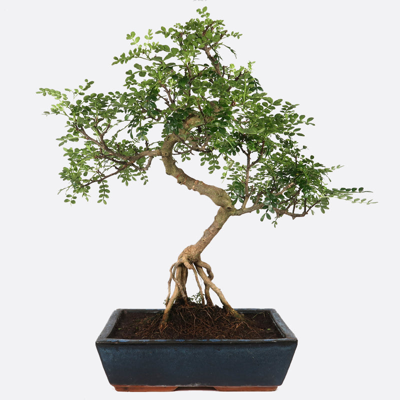 Zanthoxylum - Szechuanpfeffer, ca. 16 jährig, 50-55 cm, Zimmerbonsai