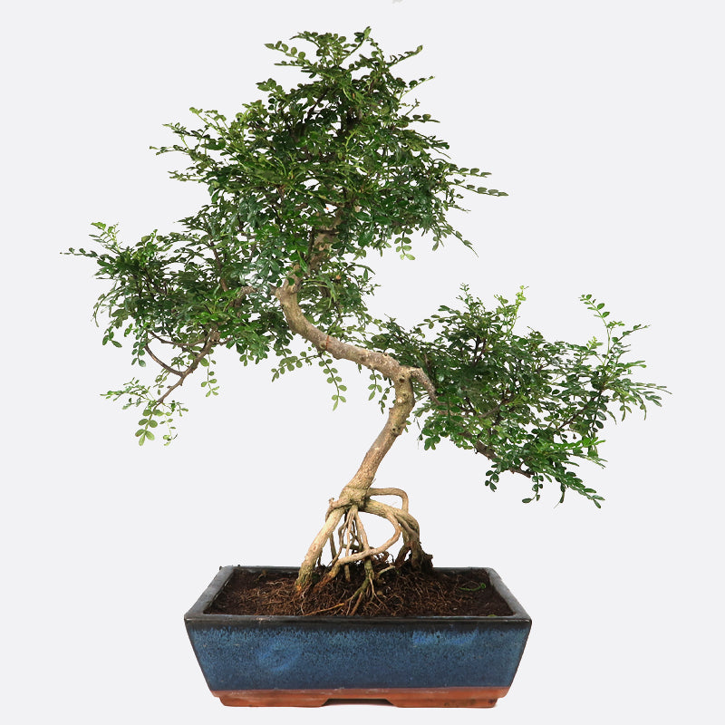Zanthoxylum - Szechuanpfeffer, ca. 16 jährig, 50-55 cm, Zimmerbonsai