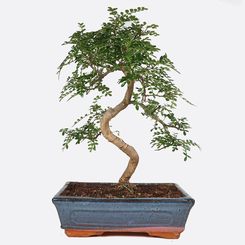 Zanthoxylum - Szechuanpfeffer, ca. 11-12 jährig, 40-45 cm, Zimmerbonsai