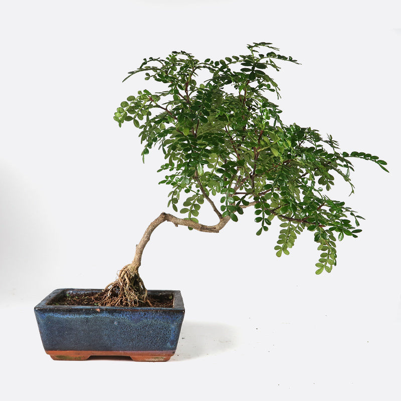 Zanthoxylum - Szechuanpfeffer, ca. 7 jährig, 25-30 cm, Zimmerbonsai