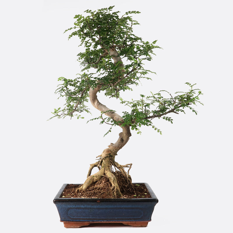 bonsai plant kit Grow Your Own Bonsai Tree Kit Japanese Maple