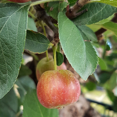 Malus baccata - Kirschapfel, ca. 24 jährig, 60-65 cm, Gartenbonsai