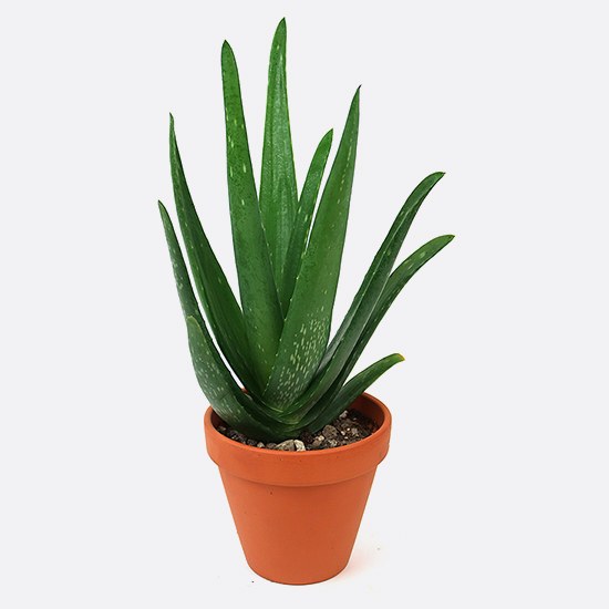 Aloe vera barbadensis | Bonsai.ch E-Commerce GmbH.