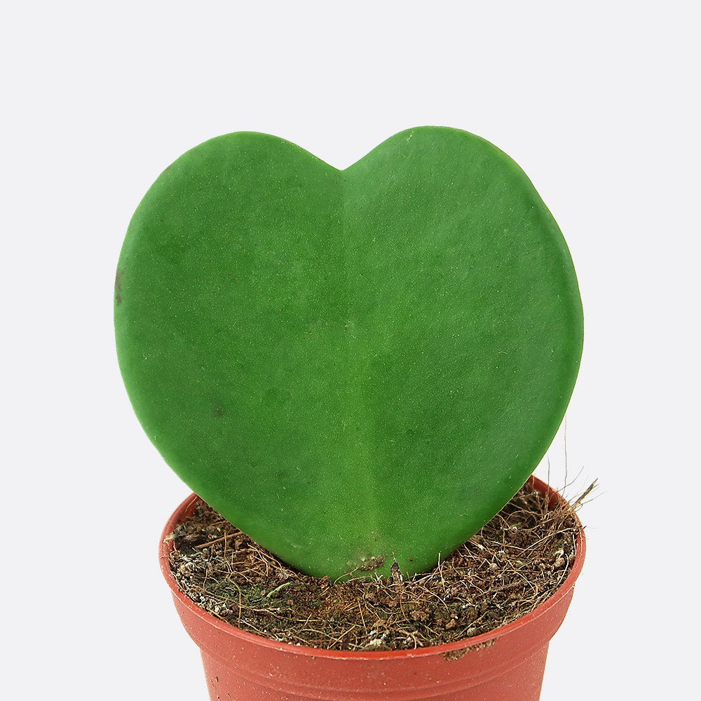 Hoya kerrii | Bonsai.ch E-Commerce GmbH.