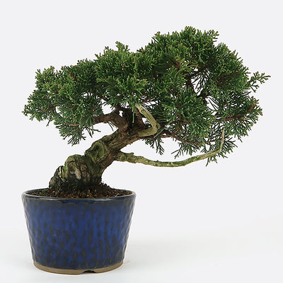Juniperus - Wacholder, ca. 24 jährig, Gartenbonsai | Bonsai.ch E-Commerce GmbH.
