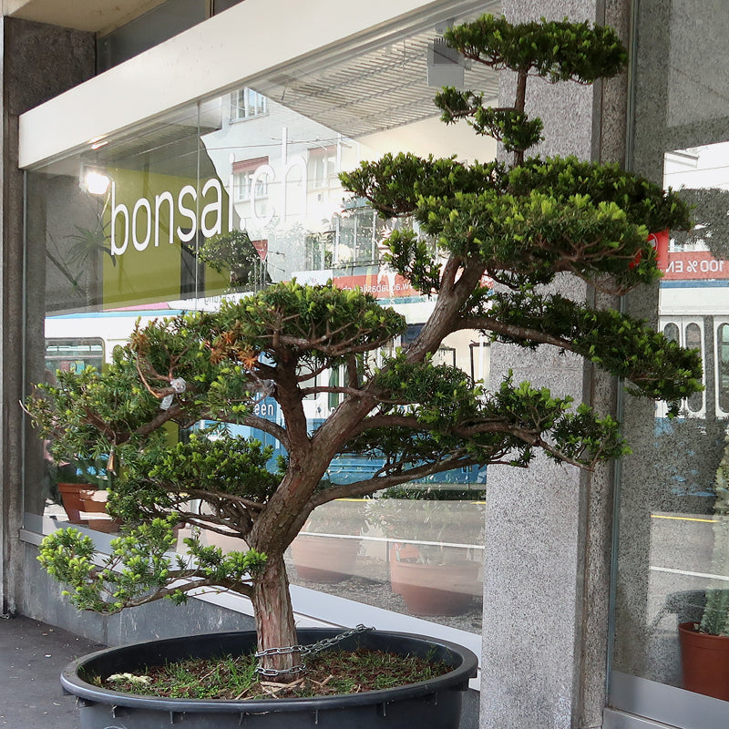 Taxus media - Japanische Eibe, 155 cm ohne Topf, Gartenbonsai, sofort lieferbar, es entstehen zusätzliche Transportkosten