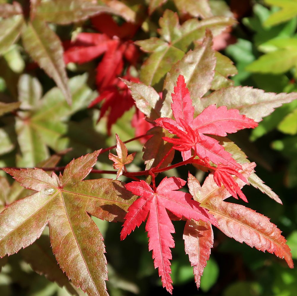 Acer deshojo - Rotgrüner Fächerahorn, ca. 13-14 jährig, 35-40 cm, Gartenbonsai
