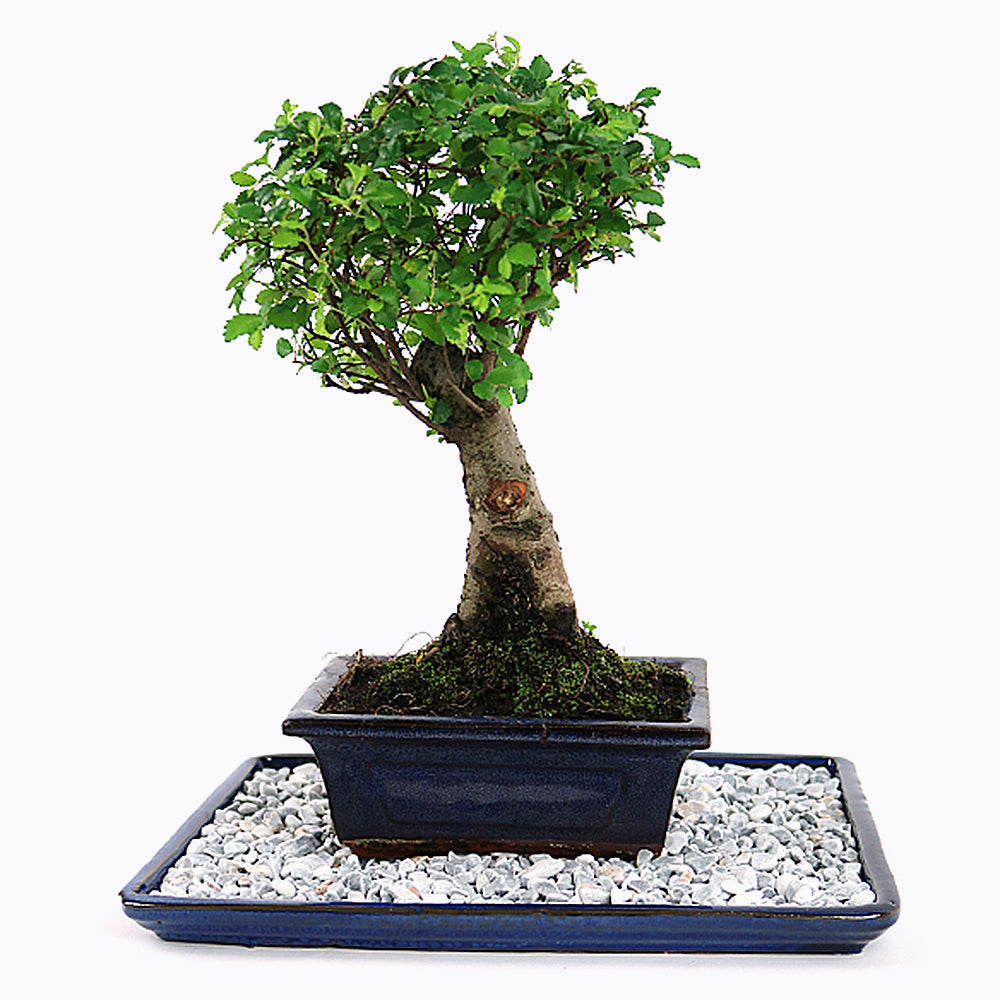 Kiesteller 32 cm, braun