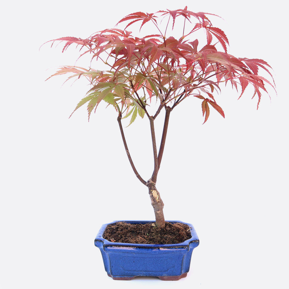 Acer atropurpureum - Roter Fächerahorn, ca. 7-8 jährig, Gartenbonsai