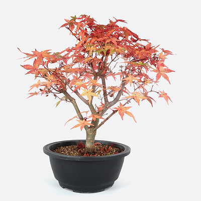 Acer deshojo - Rotgrüner Fächerahorn, ca. 13-14 jährig, 35-40 cm, Gartenbonsai