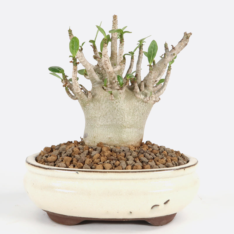 Adenium - Wüstenrose, ca. 8 jährig, 15-20 cm, Zimmerbonsai