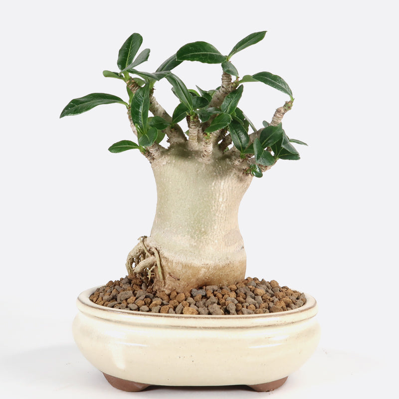 Adenium - Wüstenrose, ca. 8 jährig, 15-20 cm, Zimmerbonsai