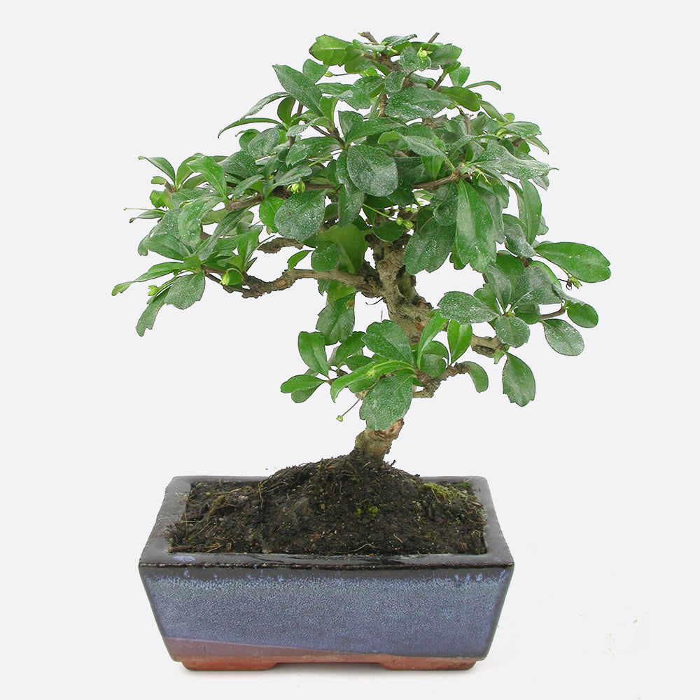 Carmona - Fukientee, ca. 6-7 jährig, 25-30 cm, Zimmerbonsai