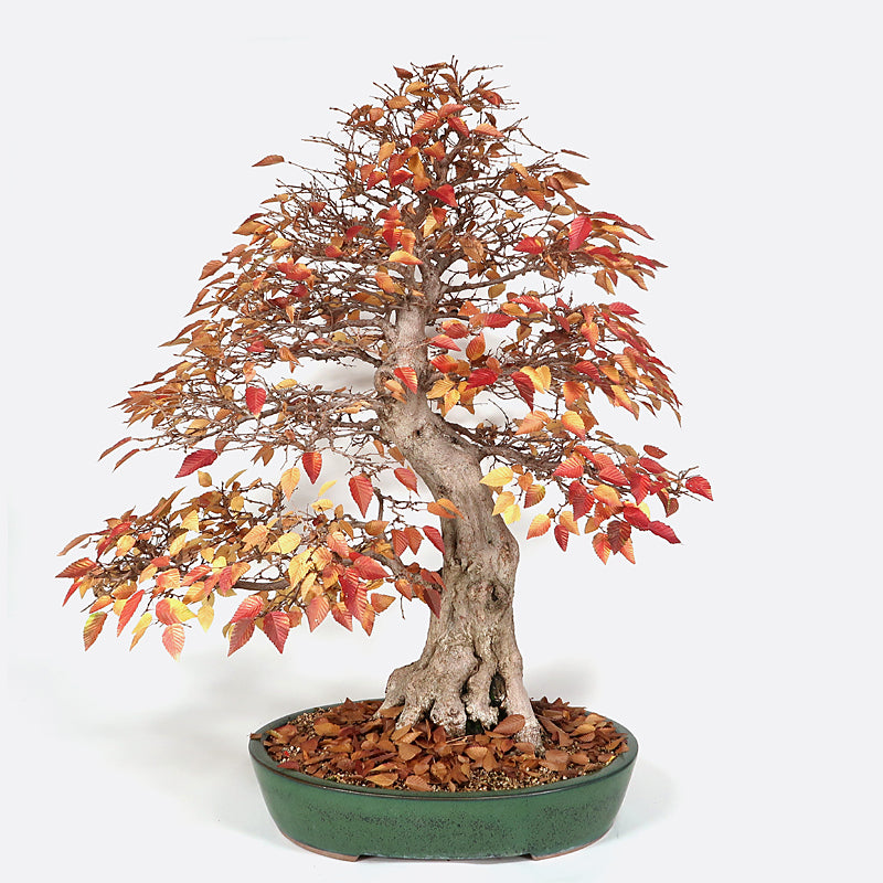 hainbuche bonsai kaufen Carpinus coreana