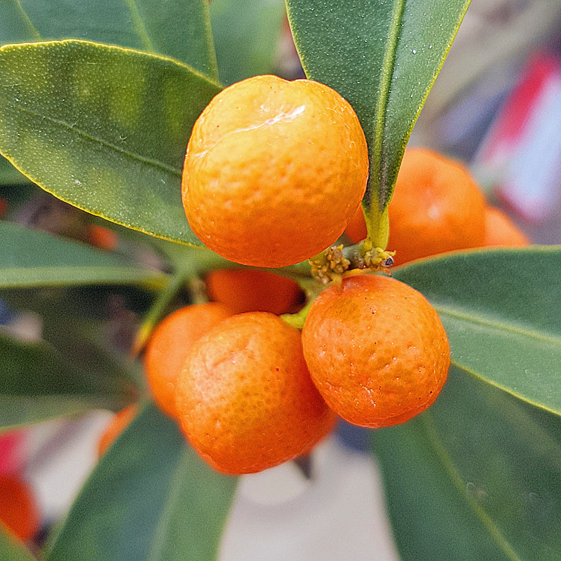 Citrus Fortunella hindsii - Mini-Kumquat, ca. 7-8 jährig, 25-30 cm, Kalthausbonsai