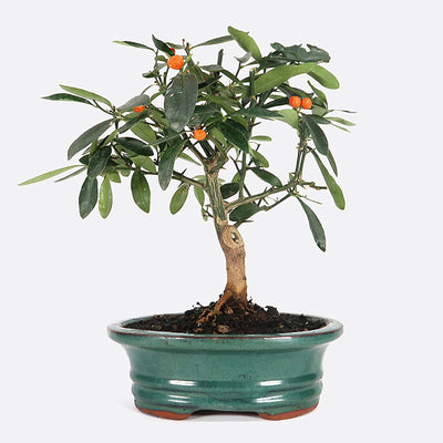 Citrus Fortunella hindsii - Mini-Kumquat, ca. 12 jährig, 30-35 cm, Kalthausbonsai