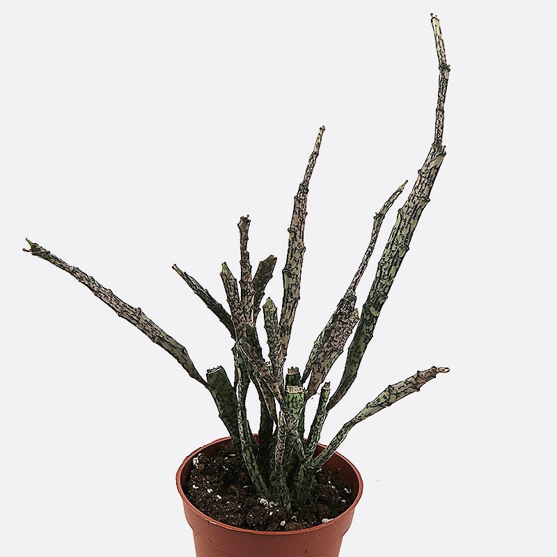 Euphorbia platyclada | Bonsai.ch E-Commerce GmbH.