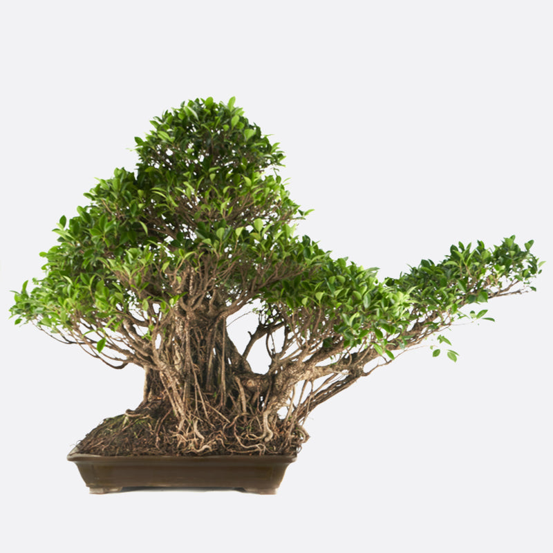 Ficus retusa - Lorbeerfeige, 140x90x110 cm, Zimmerbonsai, Lieferbar in 2-3 Wochen, es entstehen zusätzliche Transportkosten