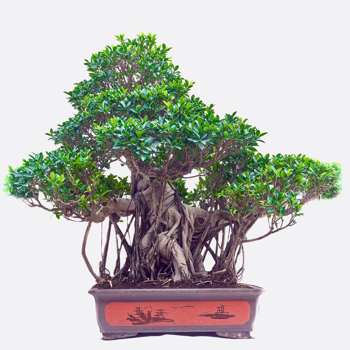 Ficus retusa - Lorbeerfeige, 174x123x158 cm, Solitär Zimmerbonsai, Lieferbar in 2-3 Wochen, es entstehen zusätzliche Transportkosten