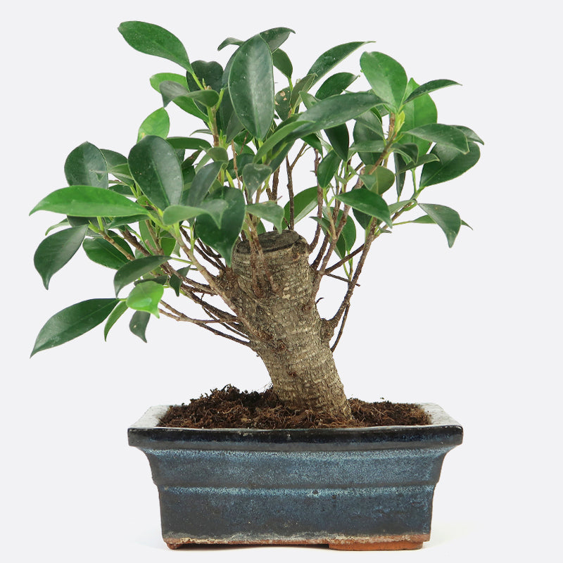 Ficus retusa - Lorbeerfeige, ca. 6 jährig, Zimmerbonsai