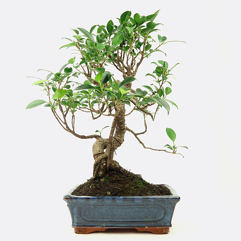 Ficus retusa - Lorbeerfeige, ca. 9-10 jährig, Zimmerbonsai