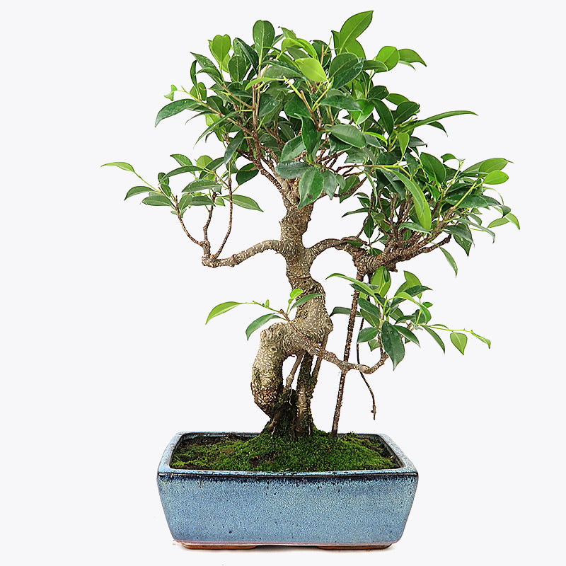Ficus retusa - Lorbeerfeige, ca. 14-15 jährig, Zimmerbonsai