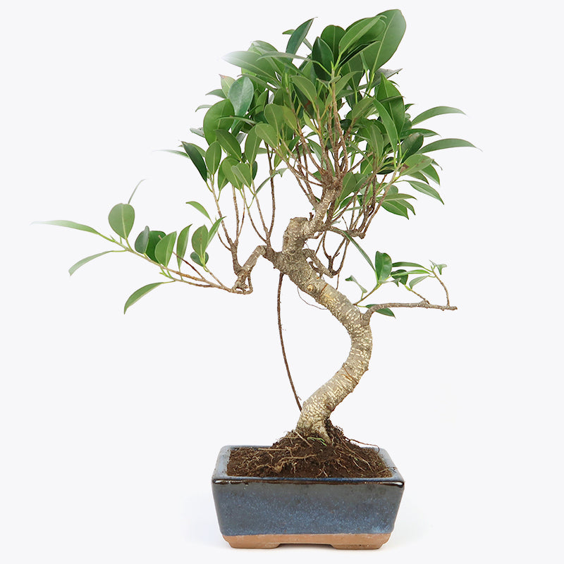 Ficus retusa - Lorbeerfeige, ca. 7 jährig, 30-35 cm, Zimmerbonsai