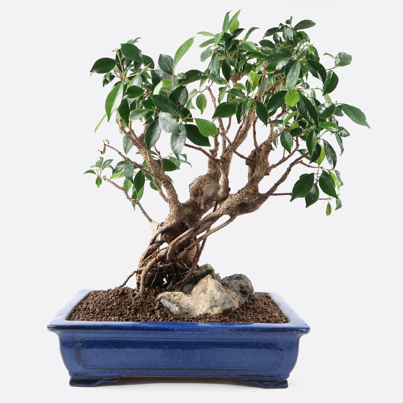 Ficus retusa - Lorbeerfeige, ca. 18-19 jährig, Zimmerbonsai