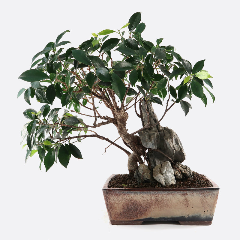 Ficus retusa - Lorbeerfeige, ca. 18 jährig, 45-50 cm, Zimmerbonsai