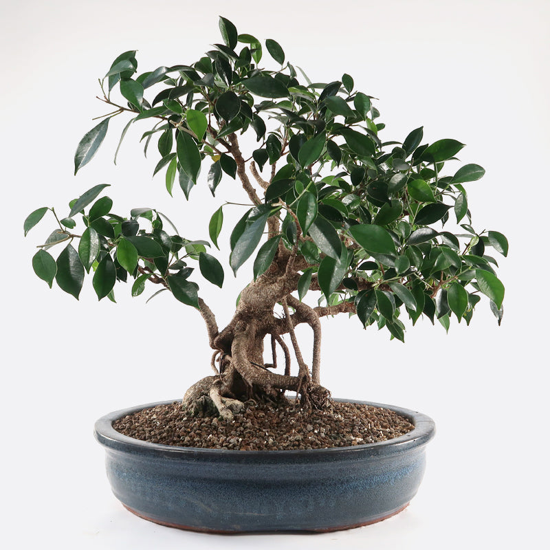 Ficus retusa - Lorbeerfeige, ca. 20 jährig, 55-60 cm, Zimmerbonsai