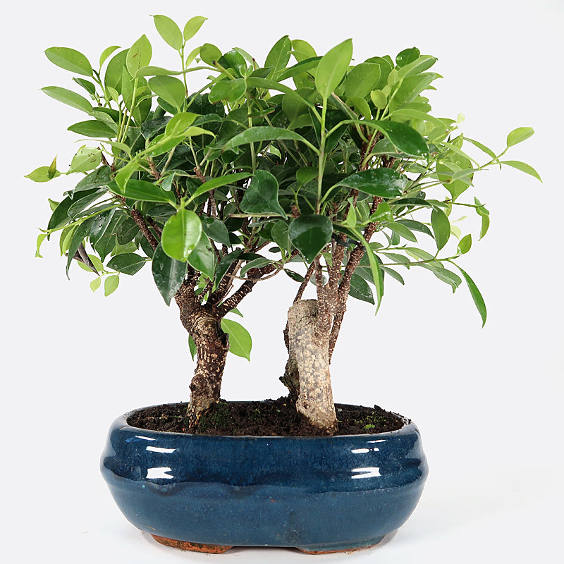 Ficus retusa - Lorbeerfeige, 5-7 jährig, 25-30 cm, Zimmerbonsai