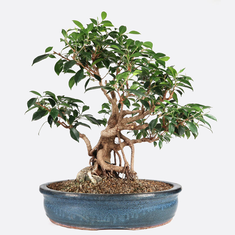 Ficus retusa - Lorbeerfeige, ca. 20 jährig, 55-60 cm, Zimmerbonsai