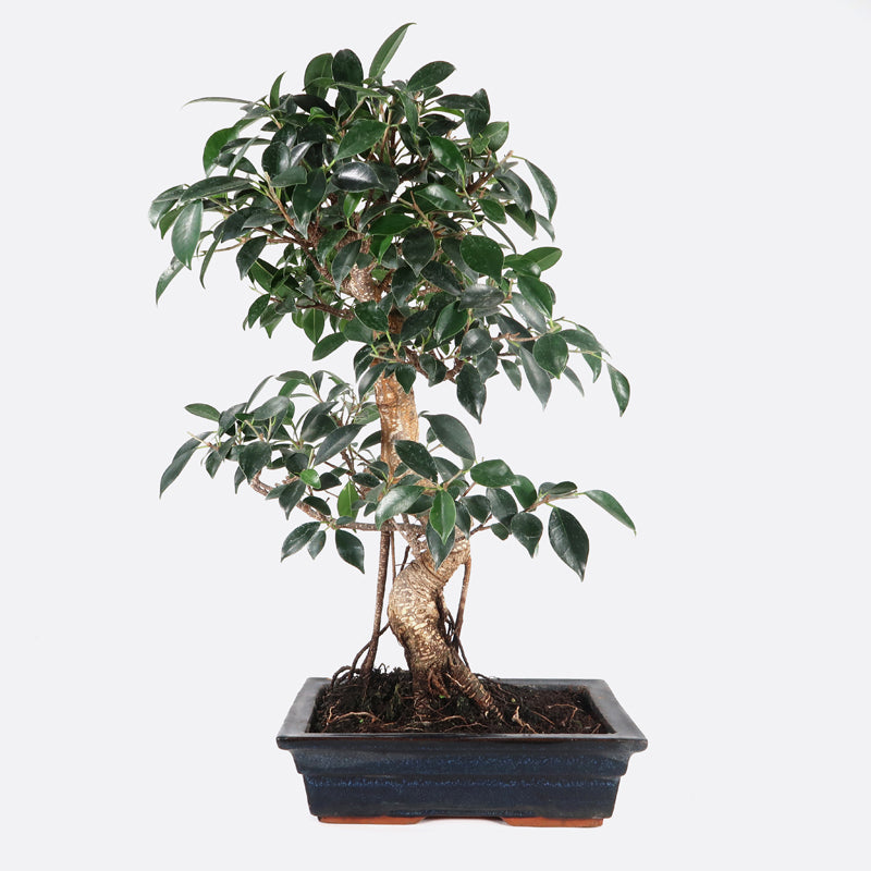 Ficus retusa - Lorbeerfeige, ca. 14-15 jährig, 50-55 cm, Zimmerbonsai