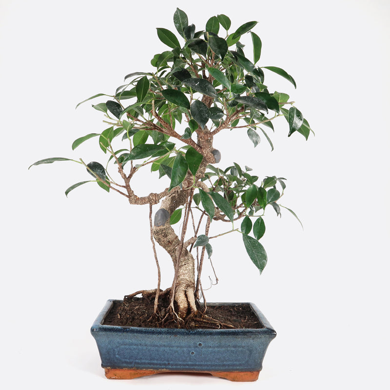 Ficus retusa - Lorbeerfeige, ca. 14-15 jährig, 45-50 cm, Zimmerbonsai