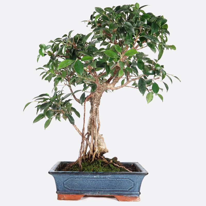 Ficus retusa - Lorbeerfeige, ca. 17 jährig, 50-55 cm, Zimmerbonsai