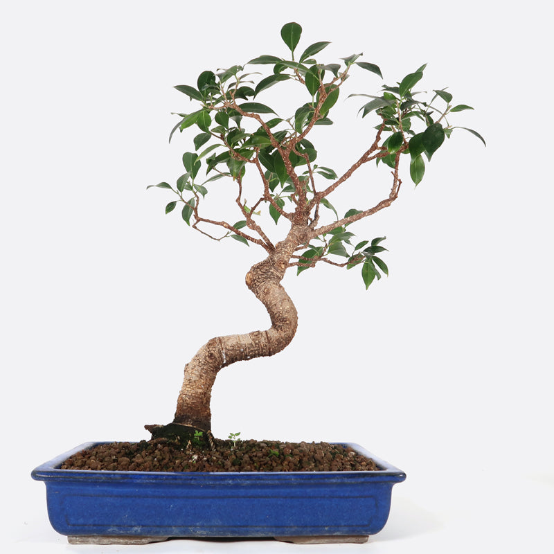 Ficus retusa - Lorbeerfeige, ca. 12 jährig, 40-45 cm, Zimmerbonsai