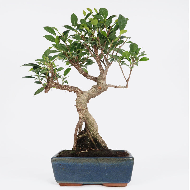 Ficus retusa - Lorbeerfeige, ca. 11 jährig, 40-45 cm, Zimmerbonsai