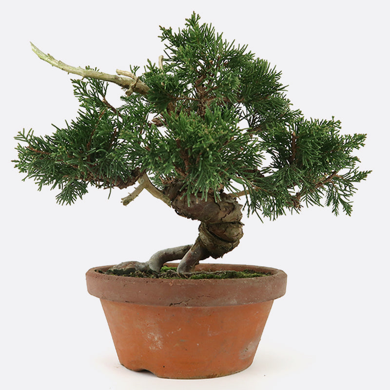 Juniperus - Wacholder, ca. 25 jährig, Gartenbonsai