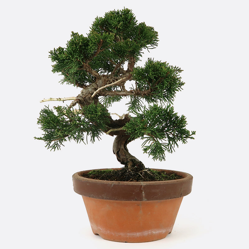 Juniperus - Wacholder, ca. 27 jährig, Gartenbonsai | Bonsai.ch E-Commerce GmbH.