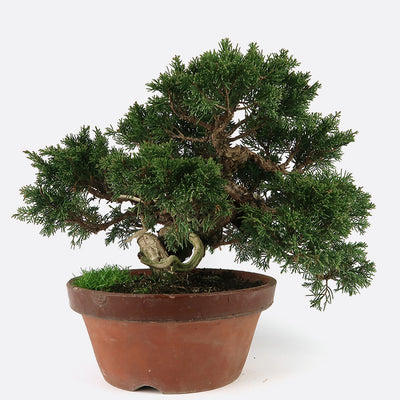 Juniperus - Wacholder, ca. 35 jährig, Gartenbonsai | Bonsai.ch E-Commerce GmbH.