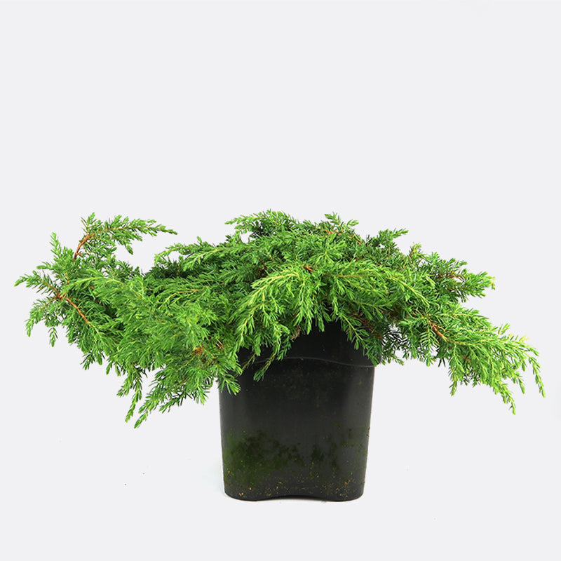 Bonsai Grundkurs