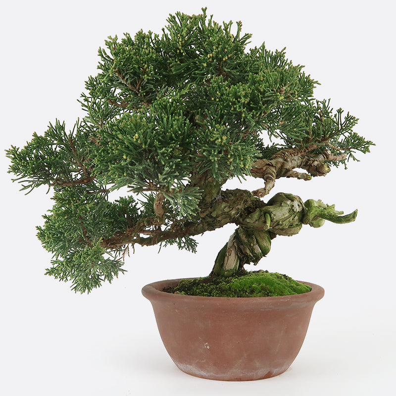 Juniperus itoigawa - Wacholder, 25-30 cm, ca. 36 jährig, Gartenbonsai