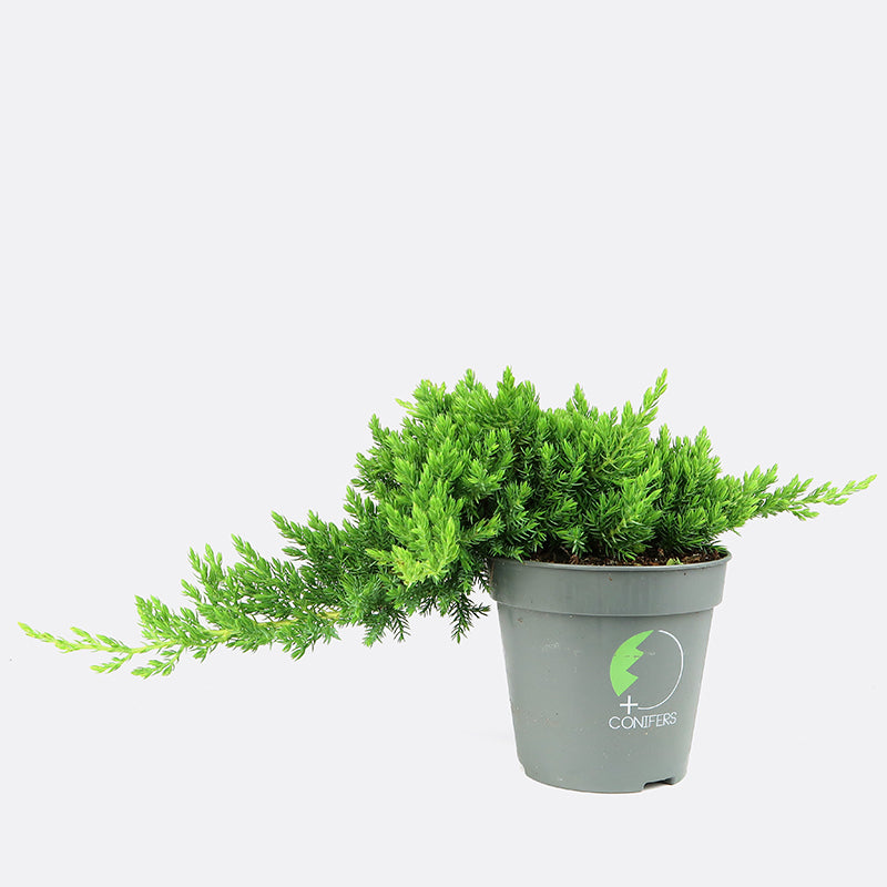 grundkurs bonsai Bonsai Grundkurs