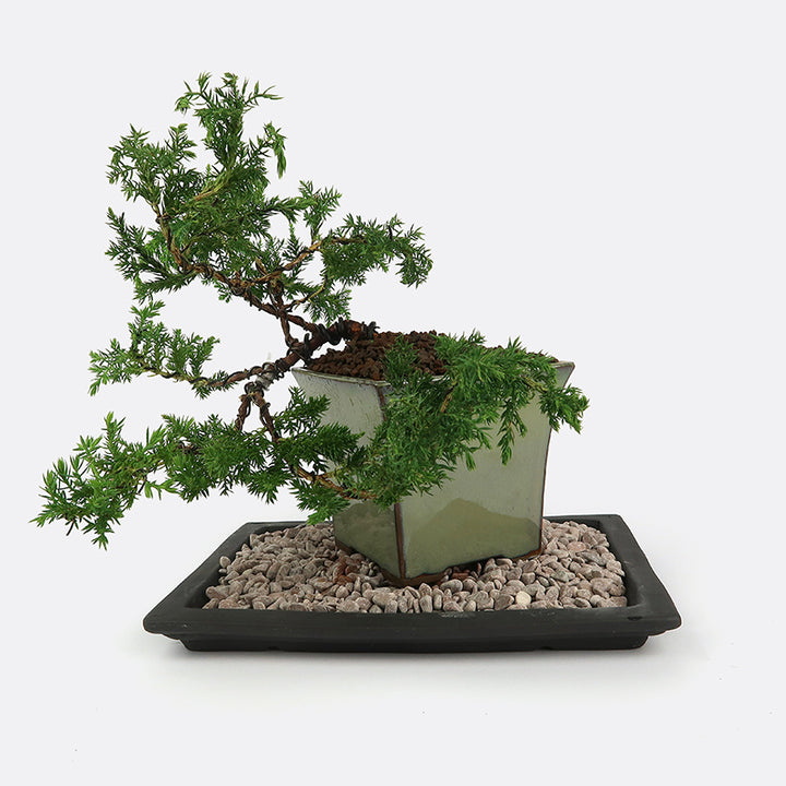 Bonsai Grundkurs