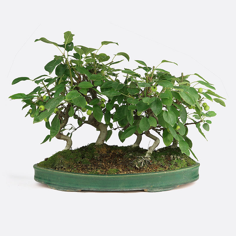Malus - Apfelbaum, Gartenbonsai mit Blüten | Bonsai.ch E-Commerce GmbH.