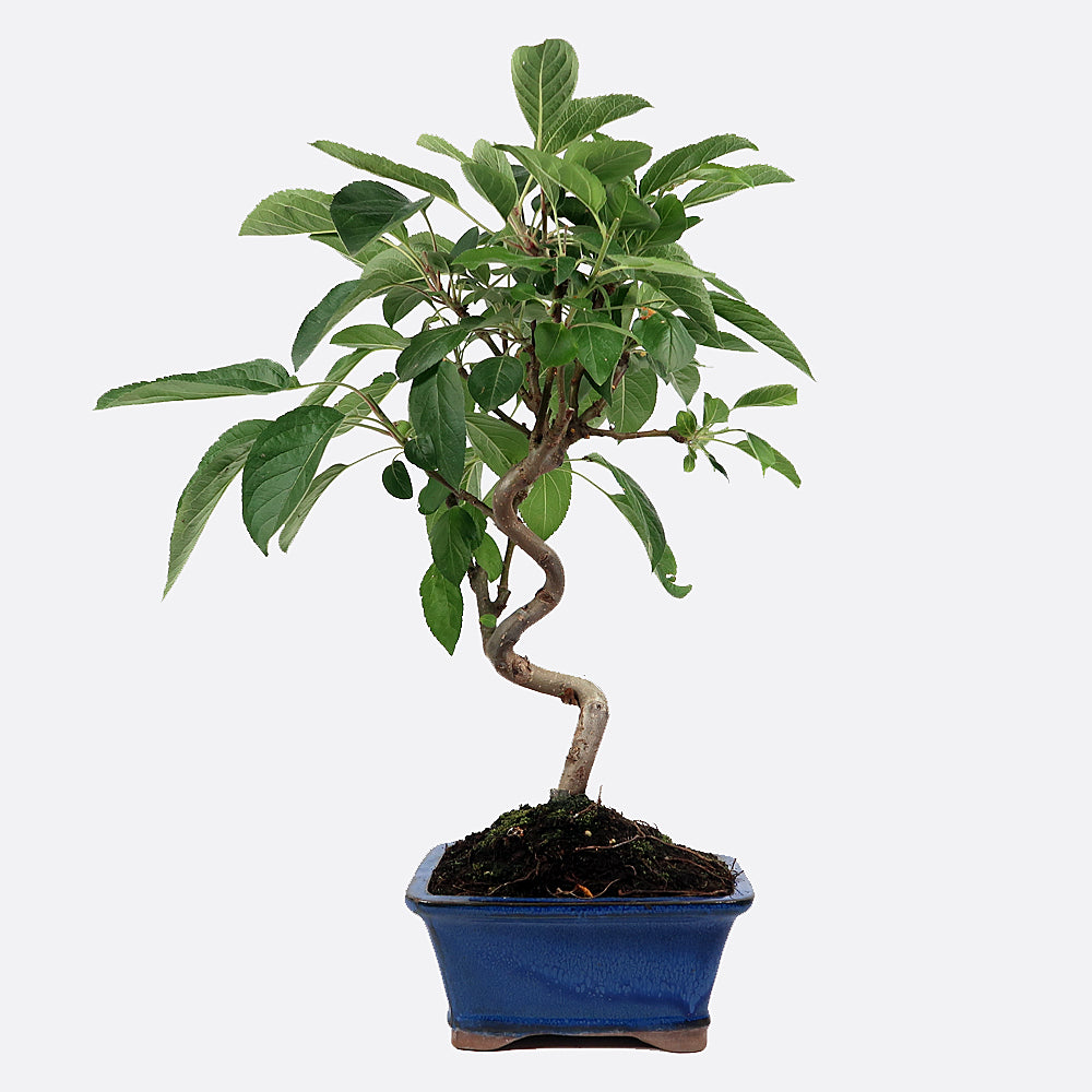 Malus - Apfelbaum, ca. 8-9 jährig, Gartenbonsai