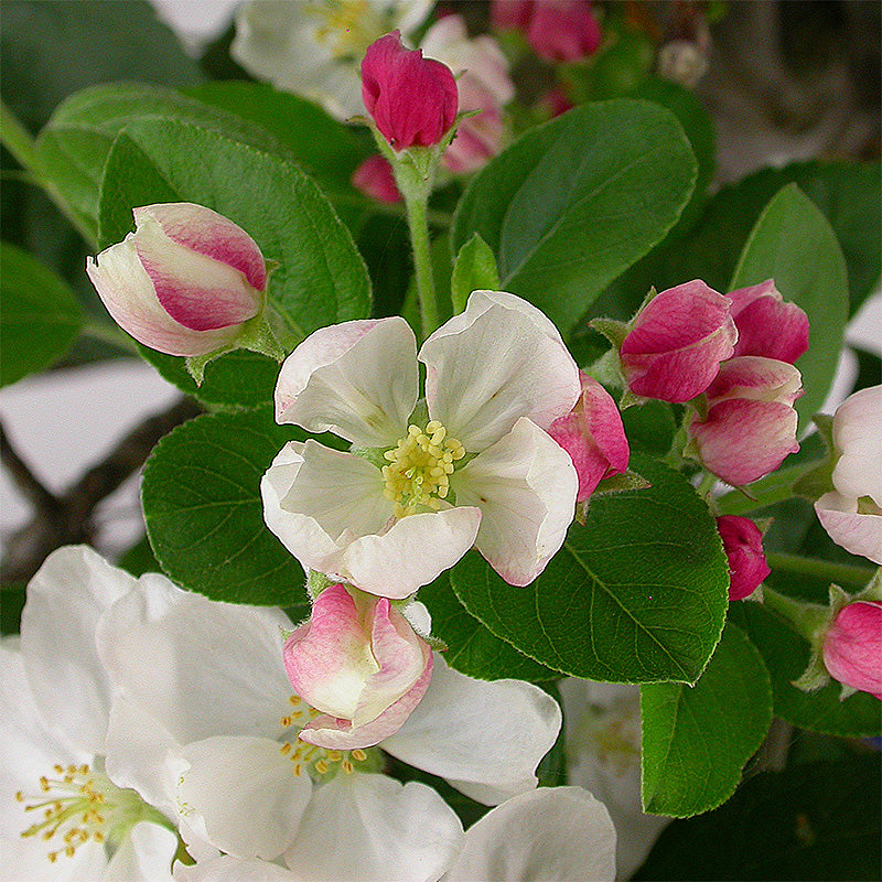 Malus baccata - Kirschapfel, ca. 11 jährig, 40-45 cm, Gartenbonsai